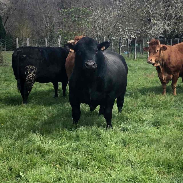 vache noire dans un champs