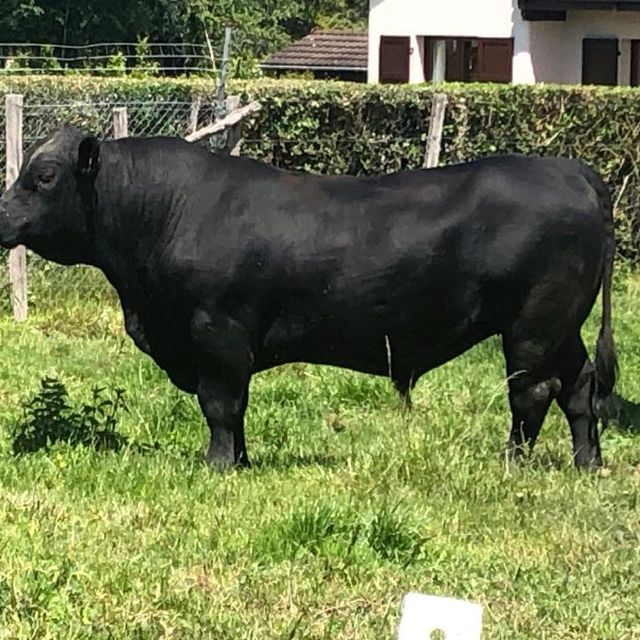 vache noire