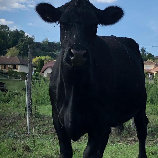 vache noire