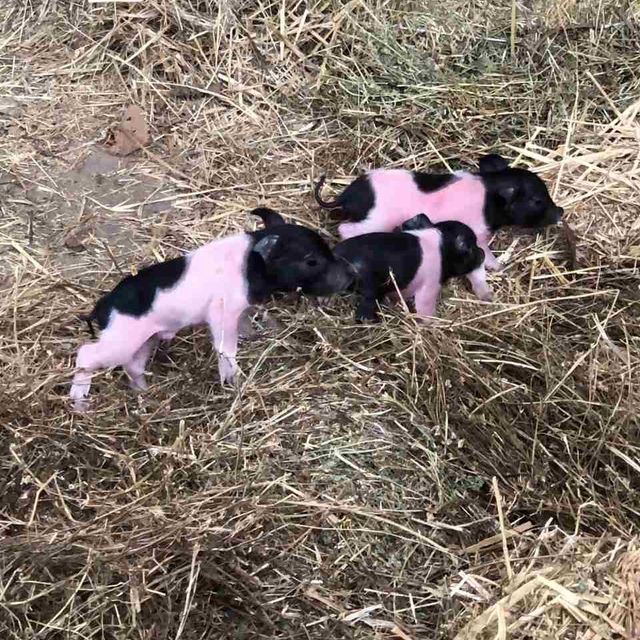 bébés porcs blancs et noirs