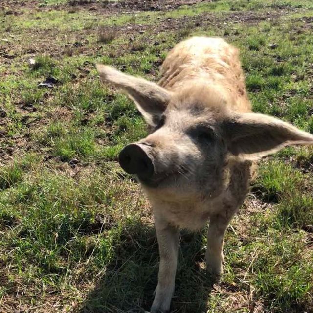 porc dans un pré