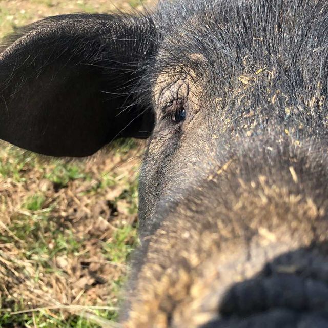 cochon de près