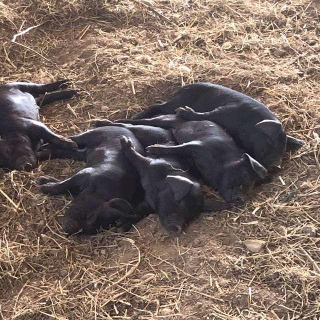 famille de porcs